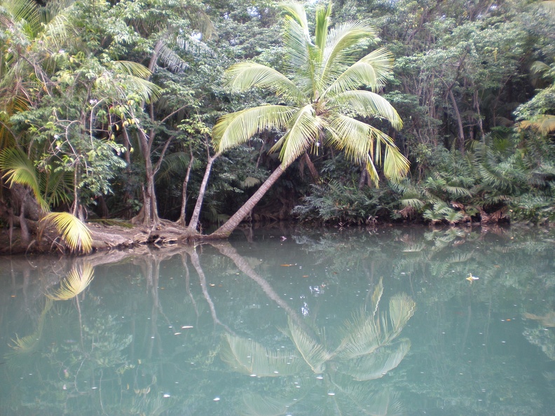 Dominica Indian River5.JPG